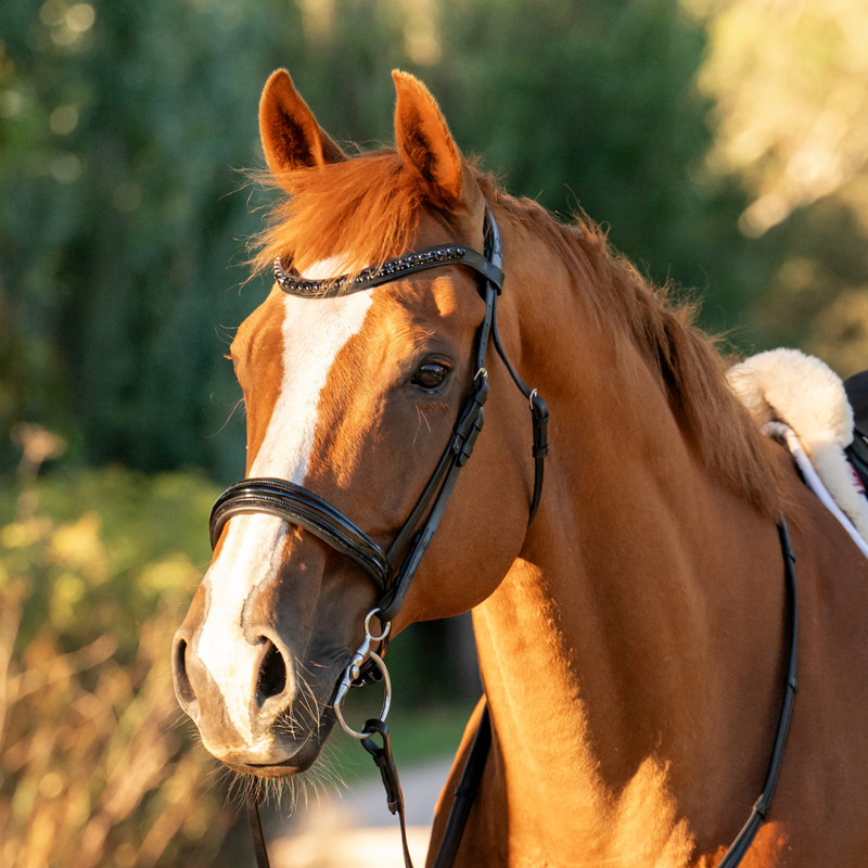 'Arcadia' Luxury Leather Bridle (Cavesson)