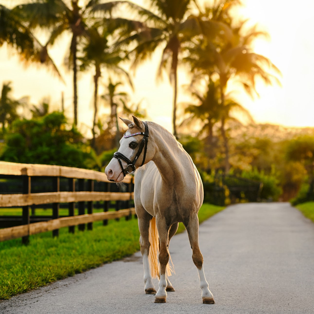 Unicorn bridle (Lumi Pony) - Lumiere Equestrian