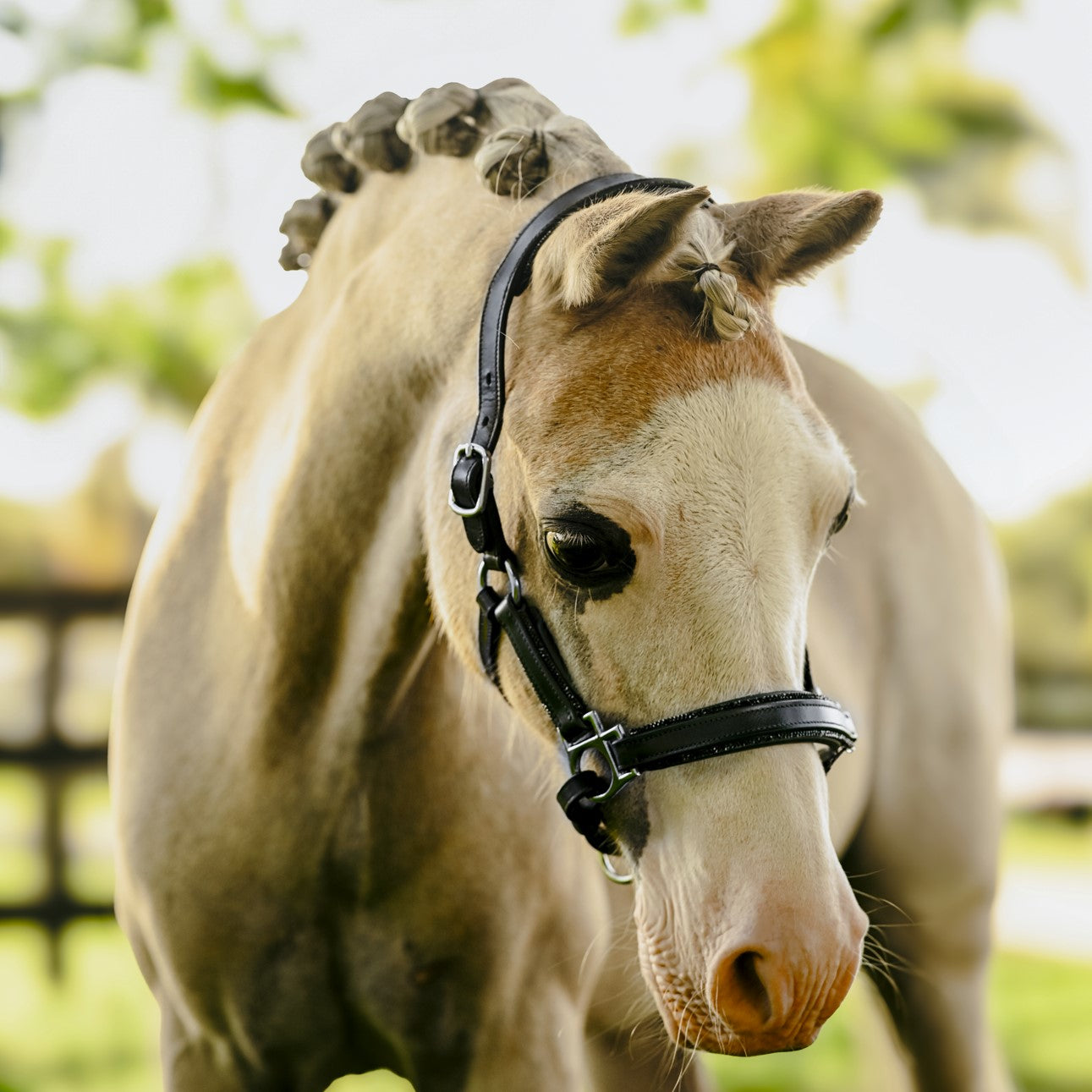 'Vegas' glitter leather halter (Lumi Pony) - Lumiere Equestrian