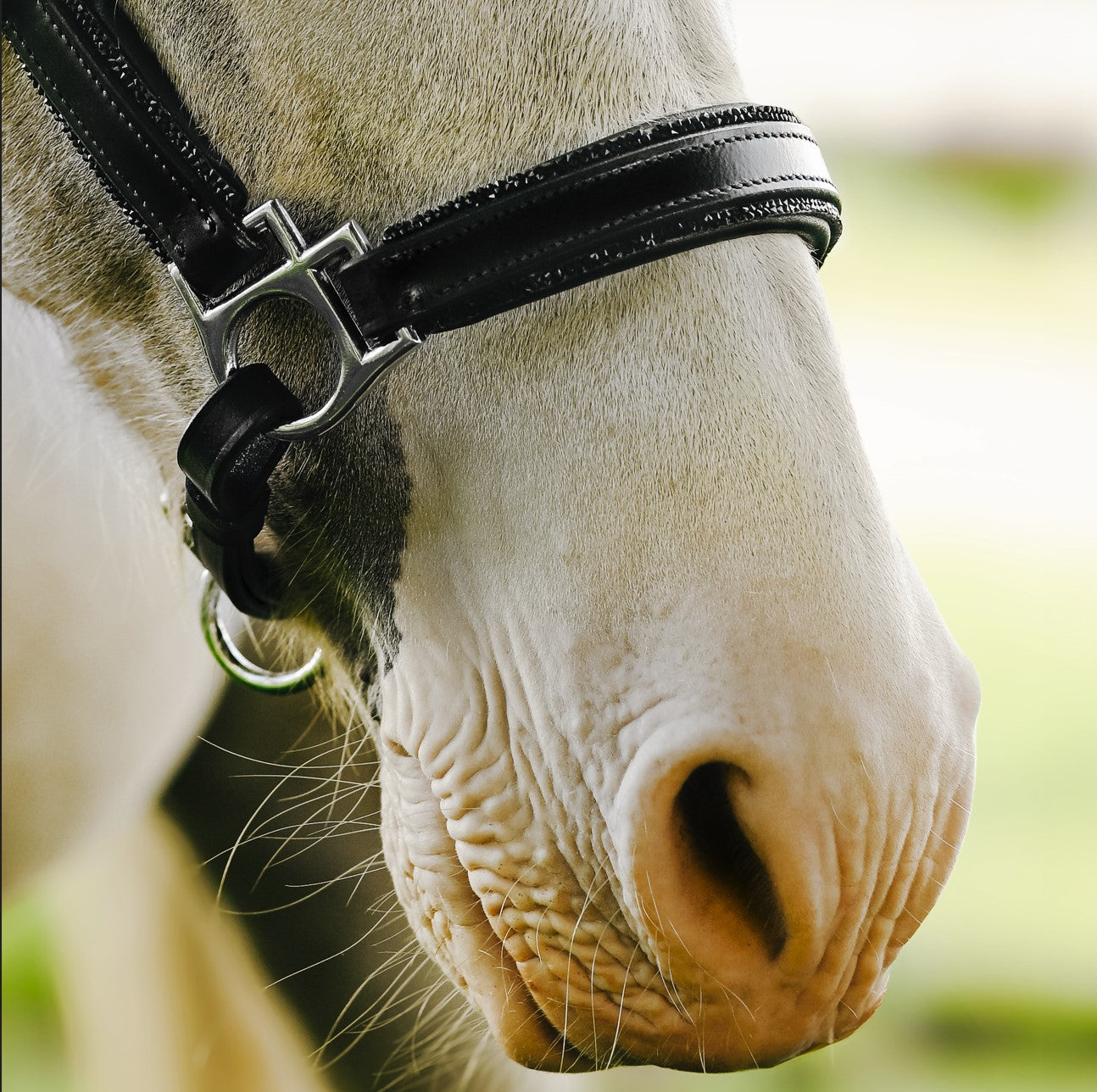 'Vegas' glitter leather halter (Lumi Pony) - Lumiere Equestrian