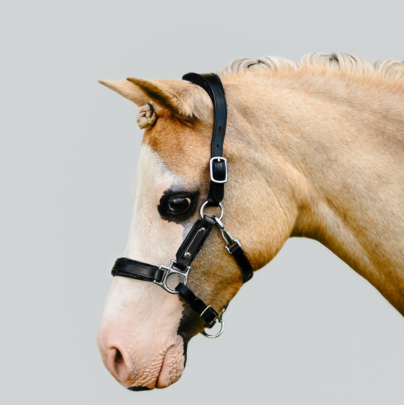 'Vegas' glitter leather halter (Lumi Pony) - Lumiere Equestrian