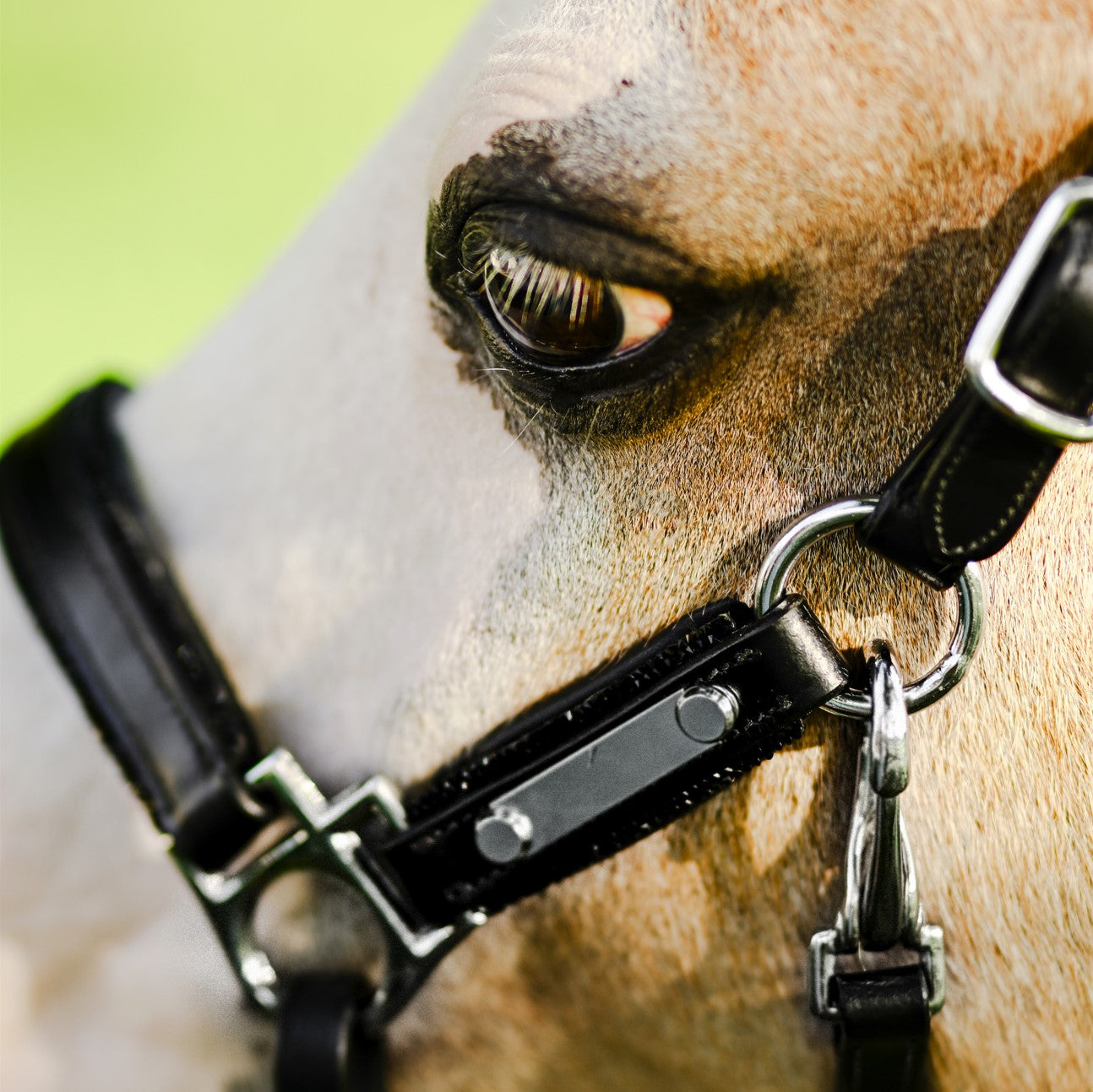 'Vegas' glitter leather halter (Lumi Pony) - Lumiere Equestrian