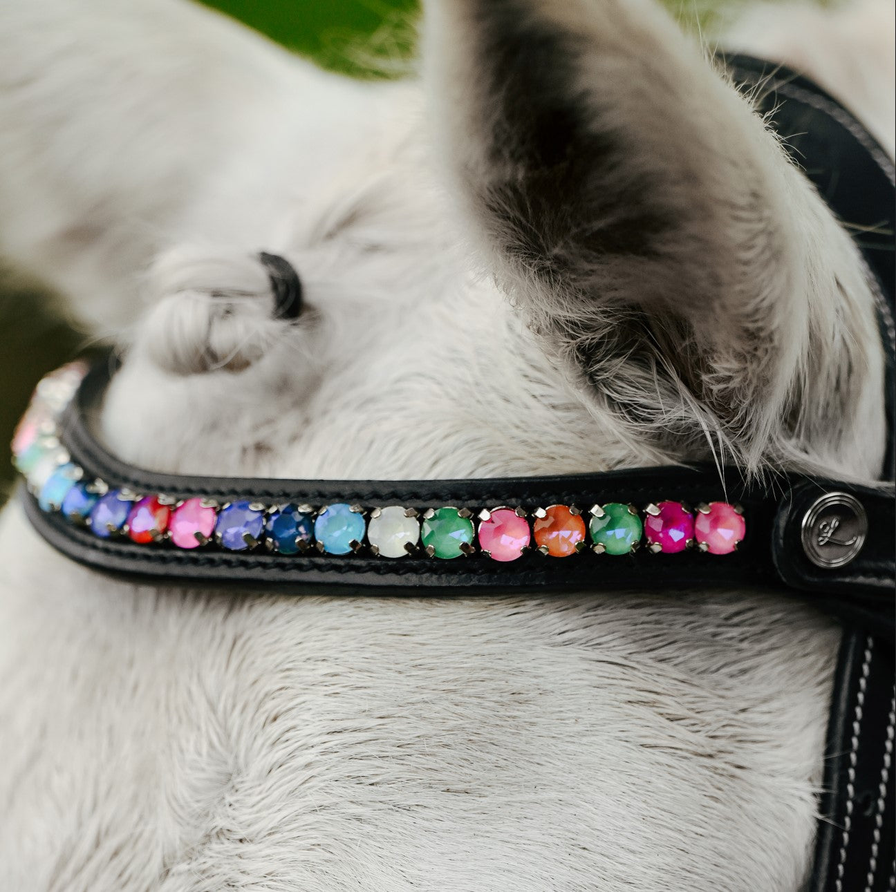 Rainbow bridle (convertible) (Lumi Pony) (Clearance) - Lumiere Equestrian