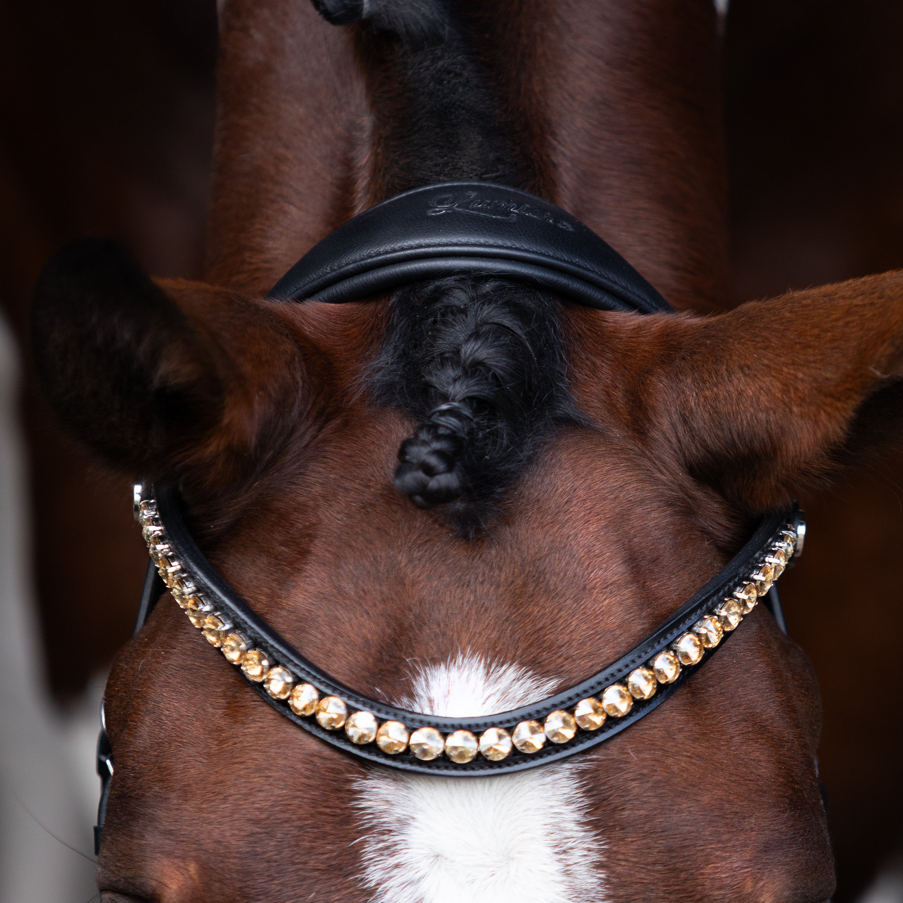 Seline Bitless Bridle - Lumiere Equestrian