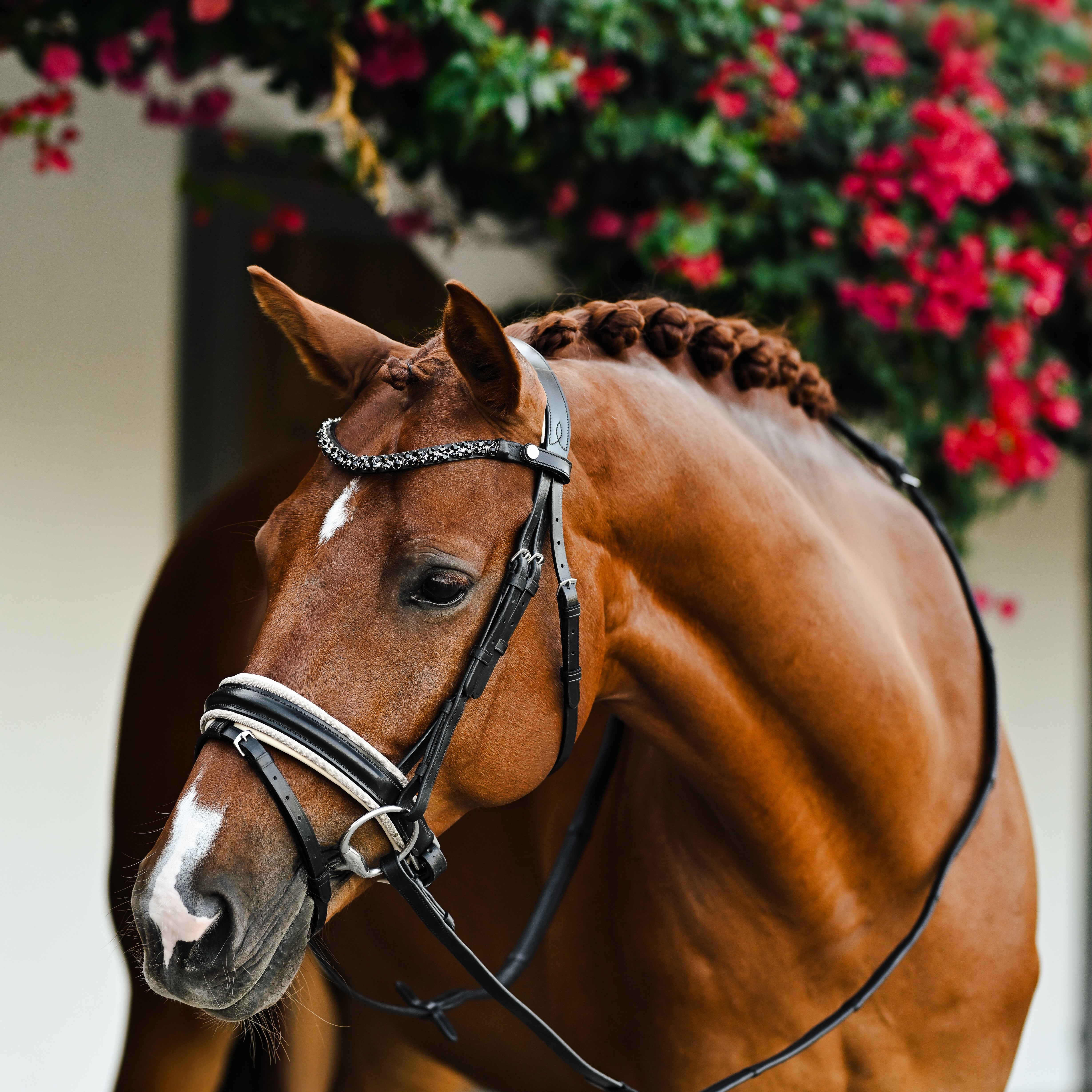 Sibella Bridle (hanoverian) - Lumiere Equestrian