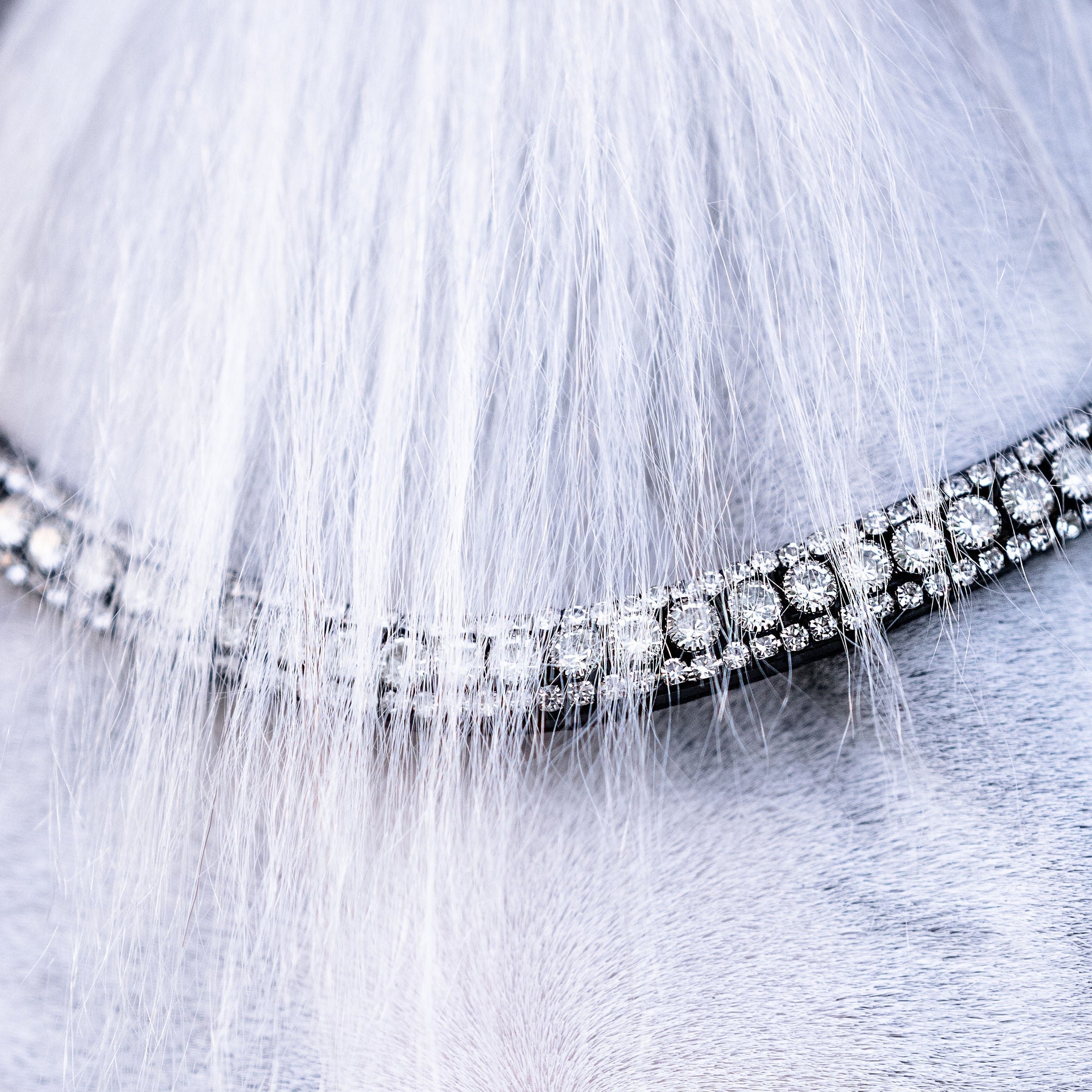 Solitaire crystal browband (Lumi Pony) - Lumiere Equestrian