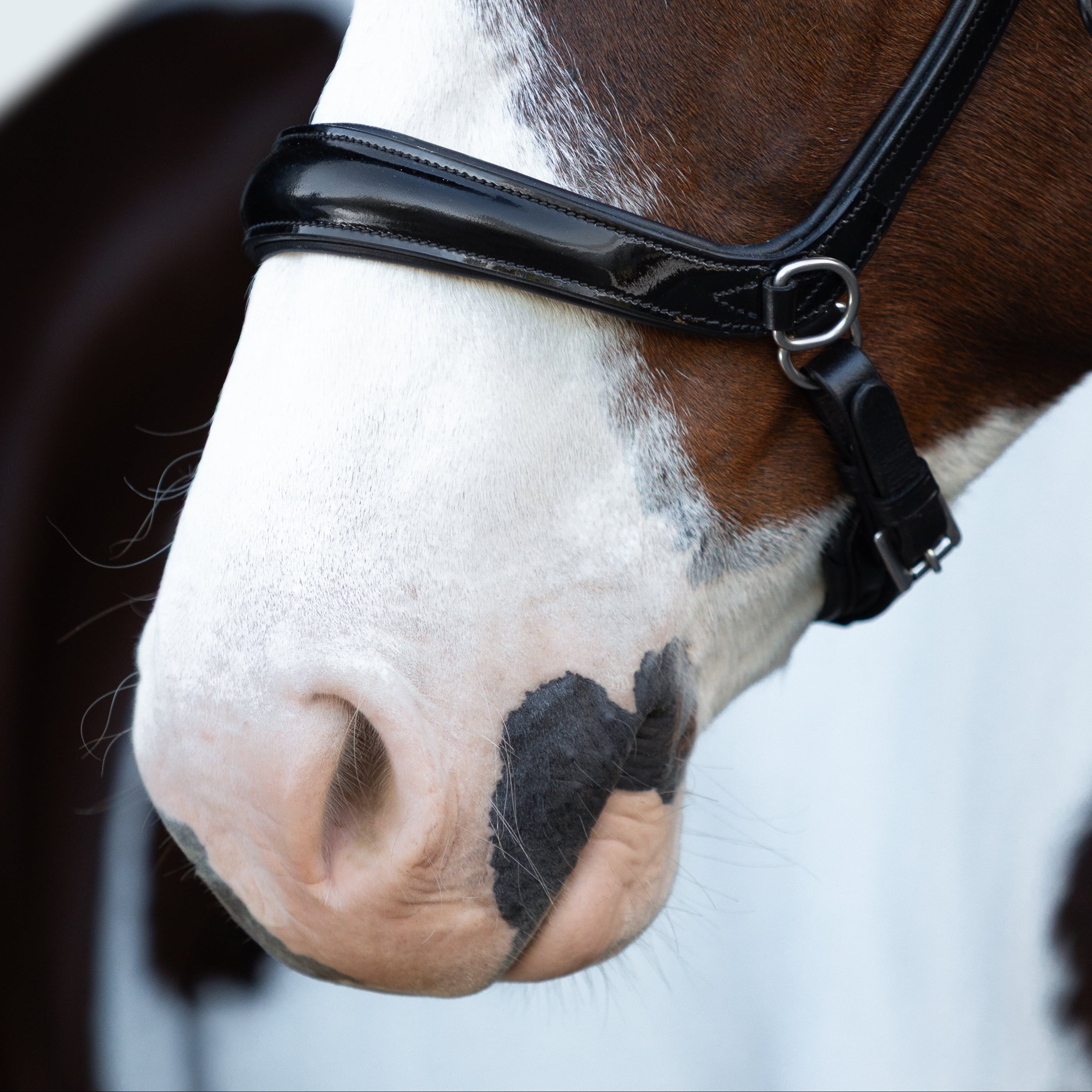 Symphony Bitless Bridle - Lumiere Equestrian