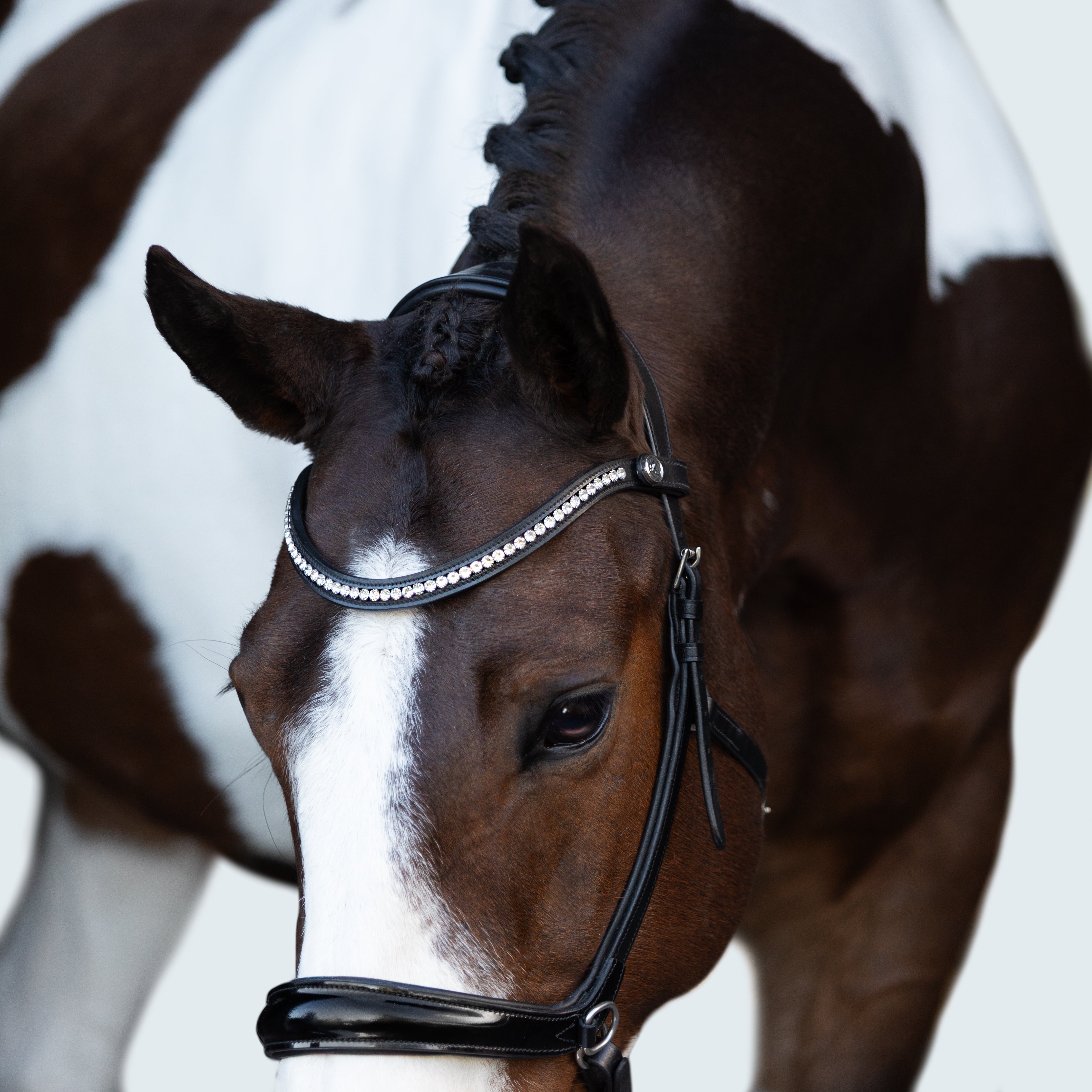 Symphony Bitless Bridle - Lumiere Equestrian