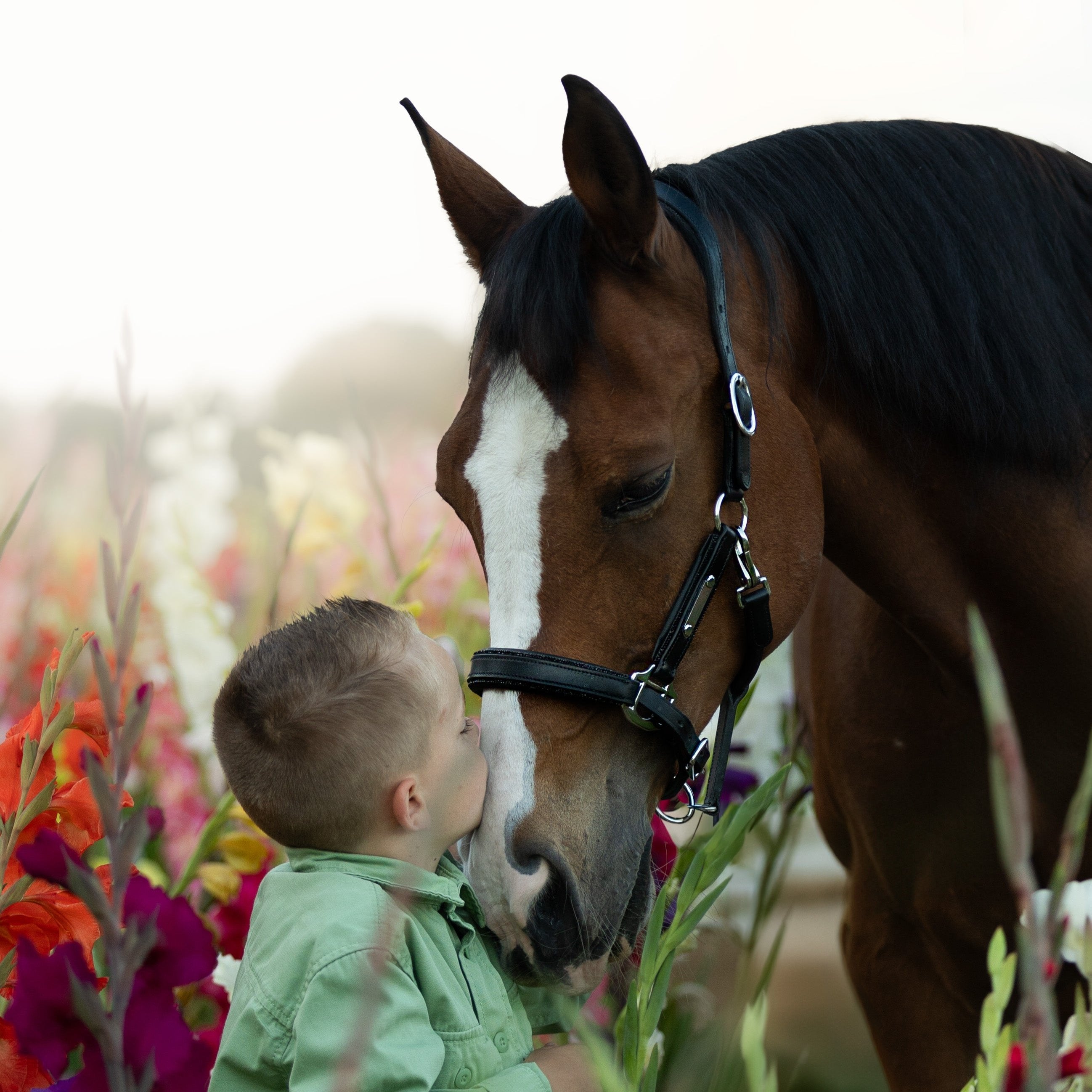 'Alize' leather halter (Lumi Pony) - Lumiere Equestrian