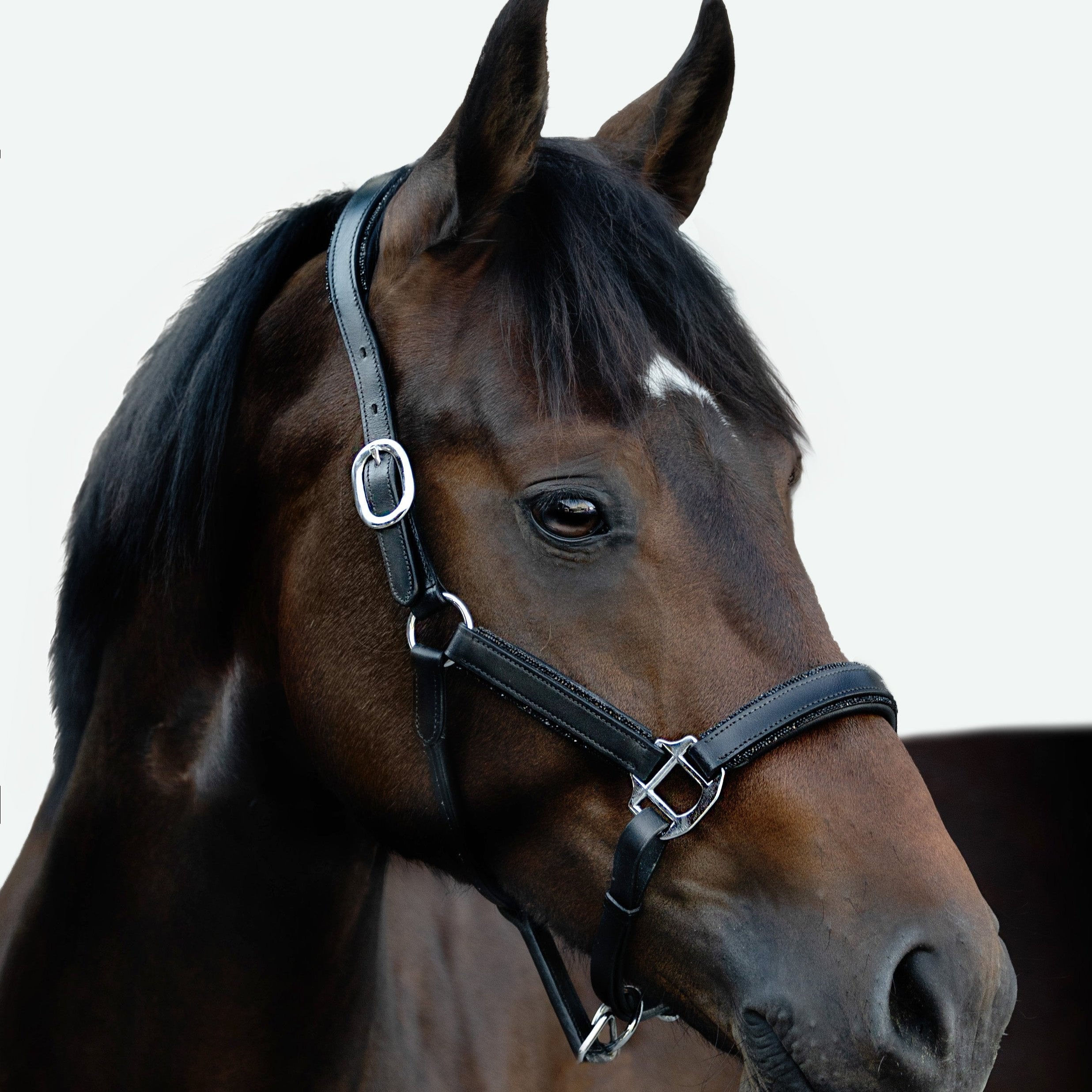 'Alize' leather halter (Lumi Pony) - Lumiere Equestrian