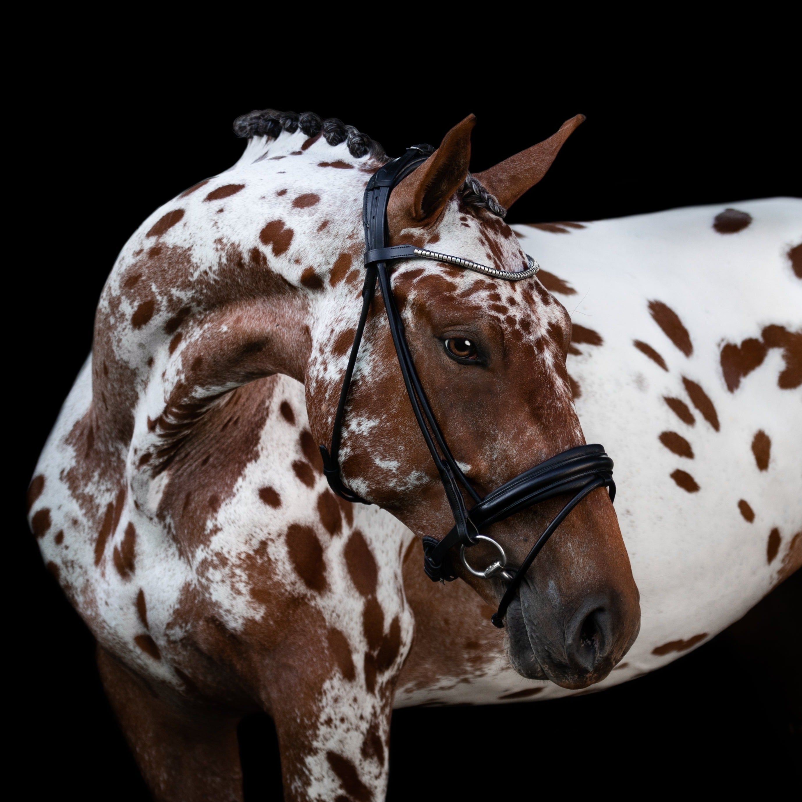 'Mercie' rolled classic bridle - Clearance - Lumiere Equestrian