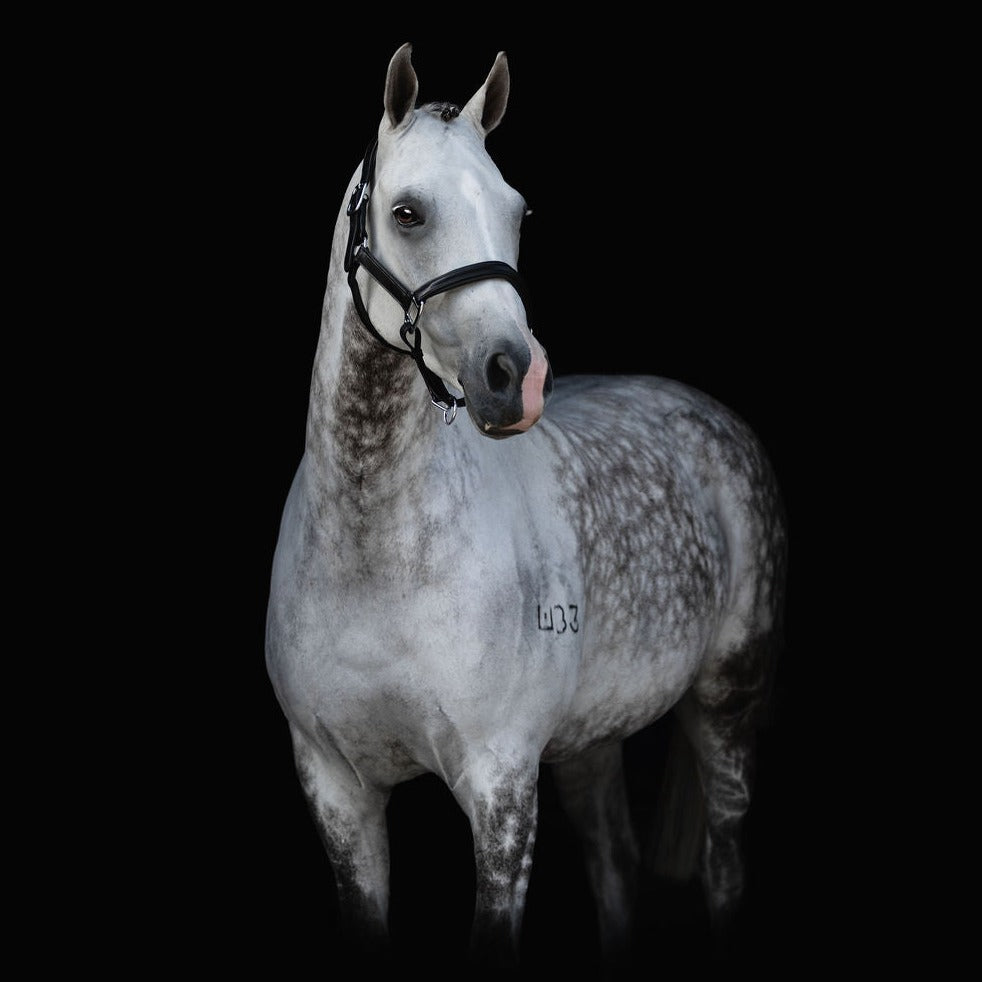 'Alize' leather halter - Lumiere Equestrian