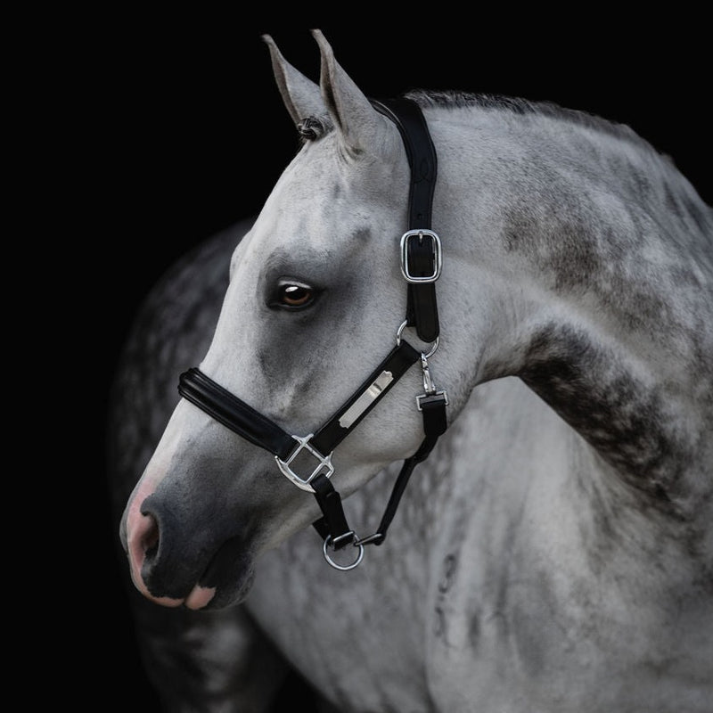 Alize' leather halter – Lumiere Equestrian