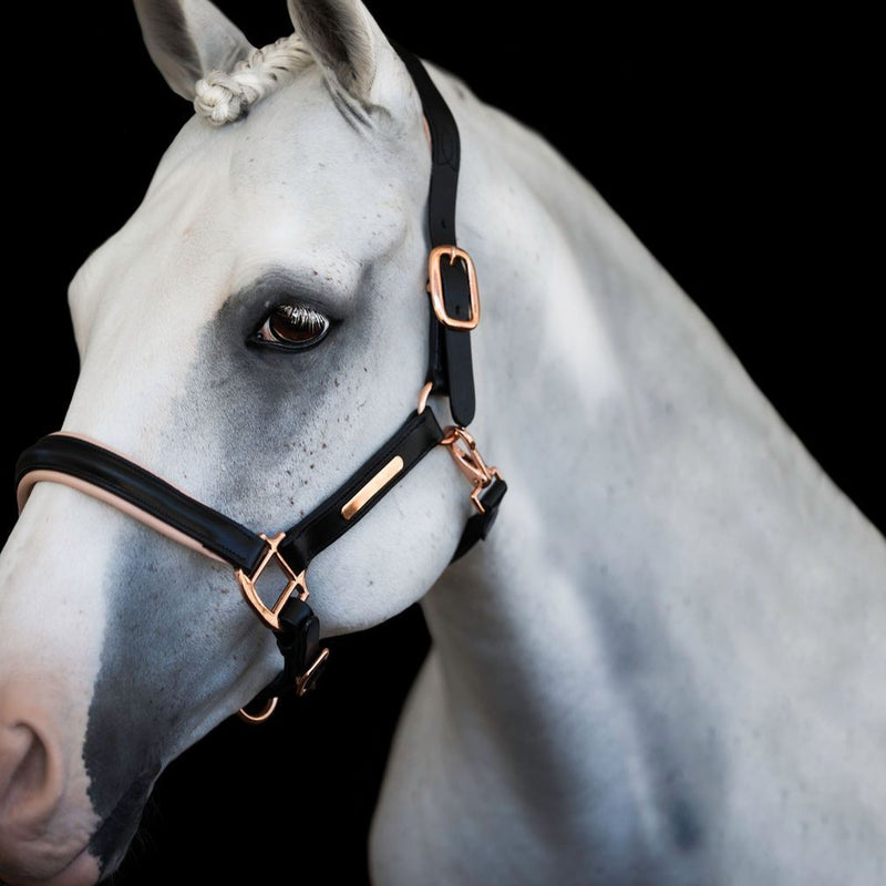 'Hollywood' leather halter - Lumiere Equestrian