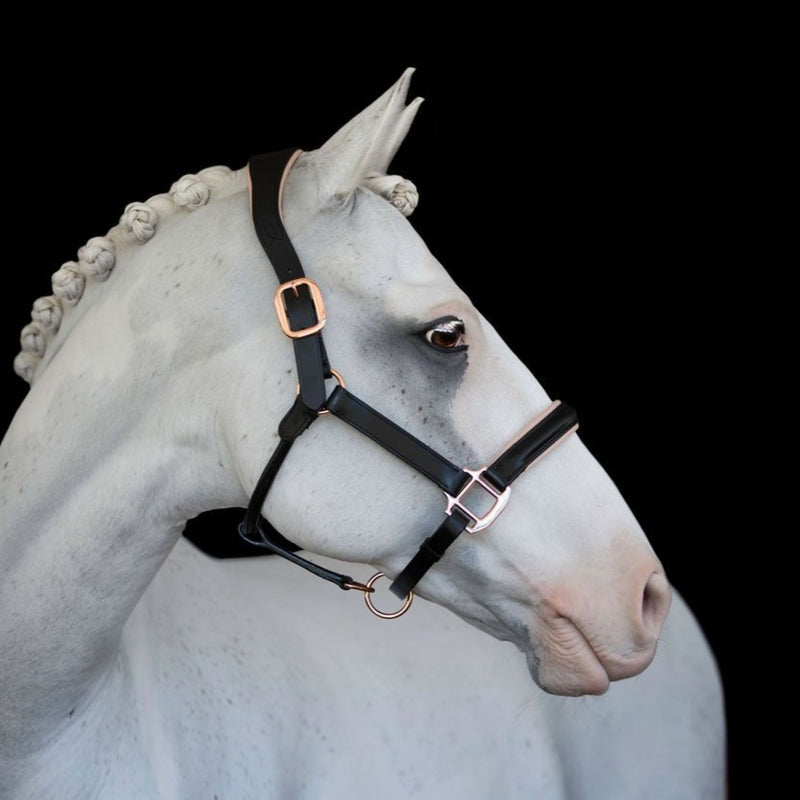 'Hollywood' leather halter - Lumiere Equestrian