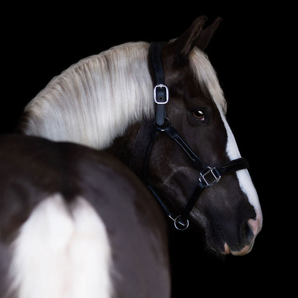 'Allegra' leather halter (no name plate)