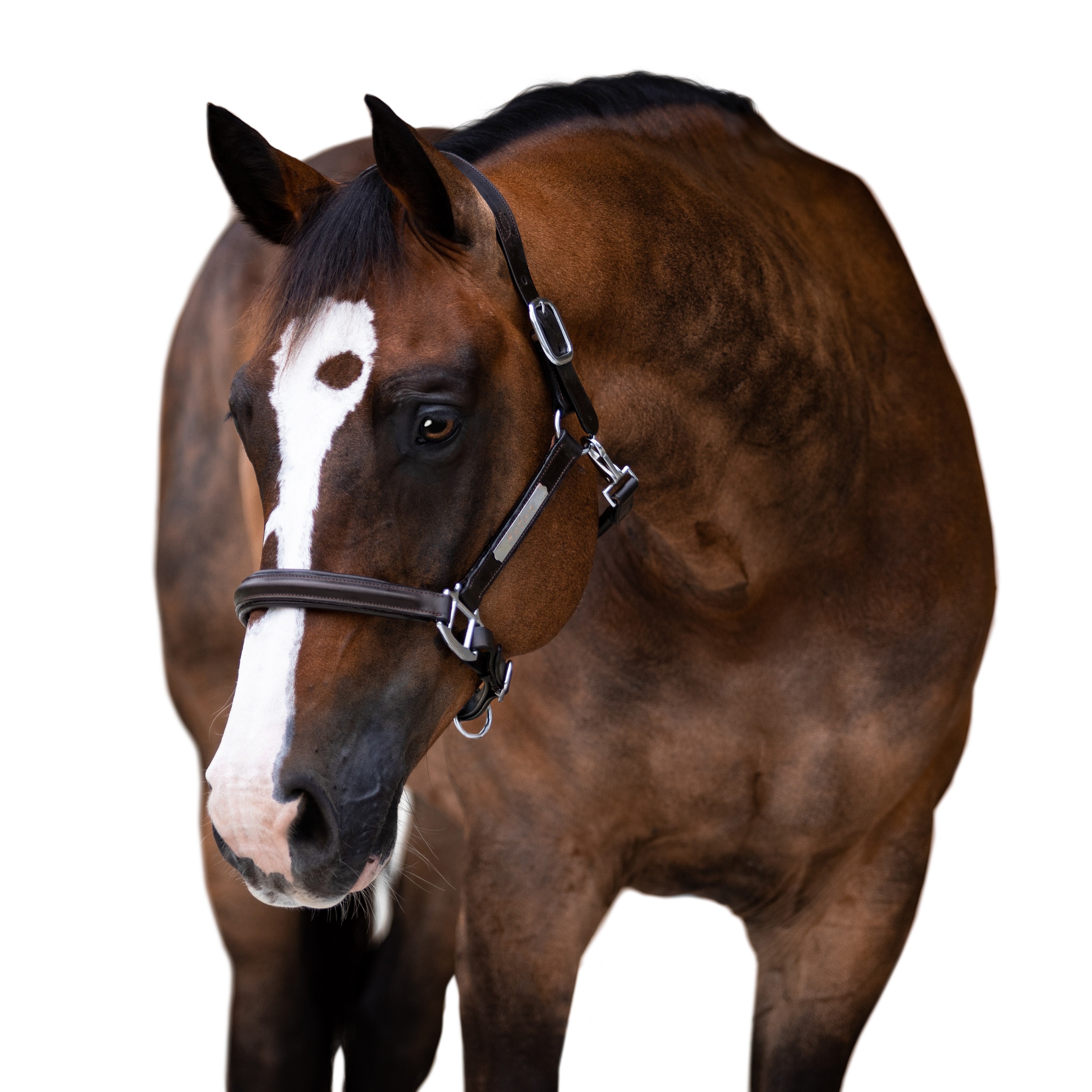 'Alize' leather halter - Lumiere Equestrian