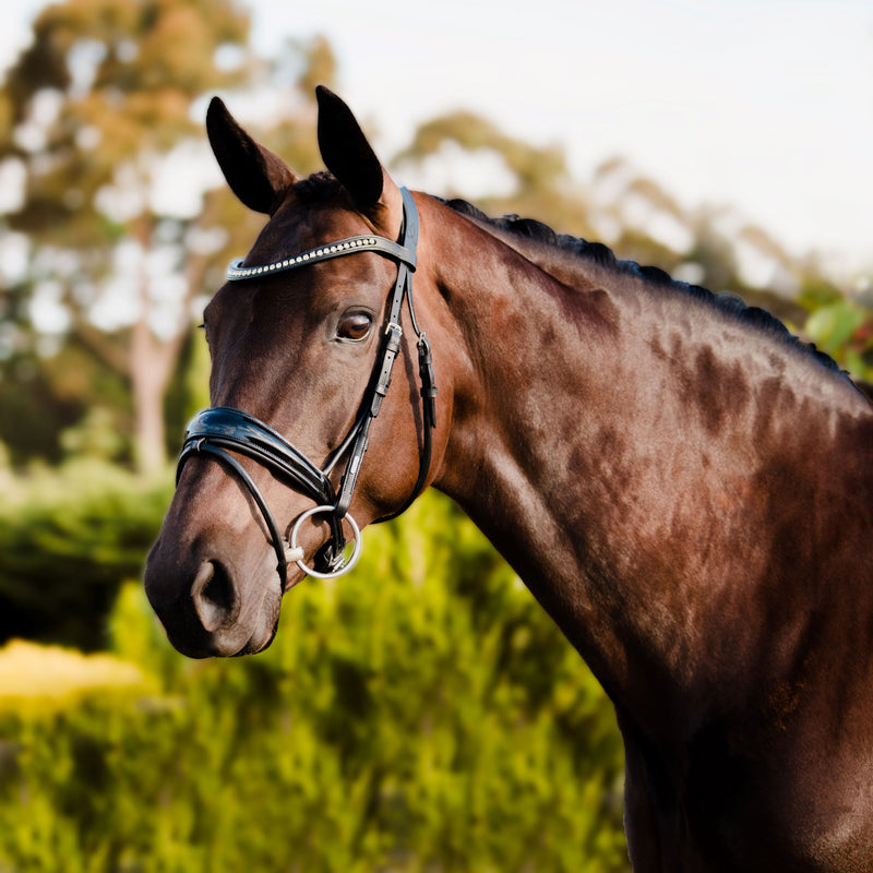 'Aurelie' bridle (hanoverian) - black - Lumiere Equestrian