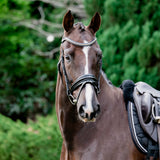 'Melodie' patent bridle