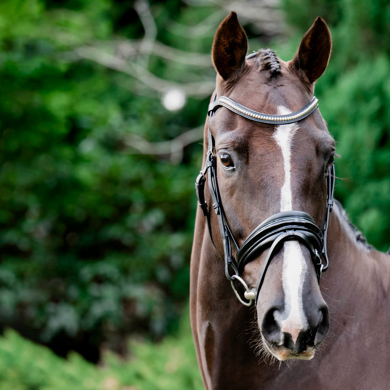 'Melodie' patent bridle