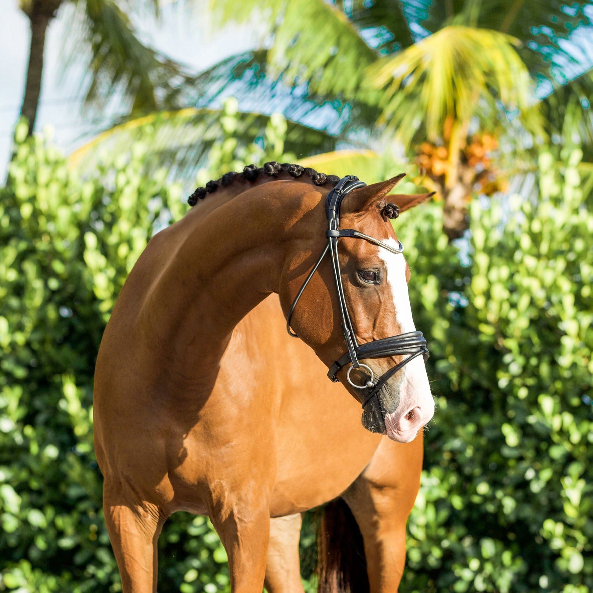 'Mercie' rolled classic bridle - Clearance - Lumiere Equestrian