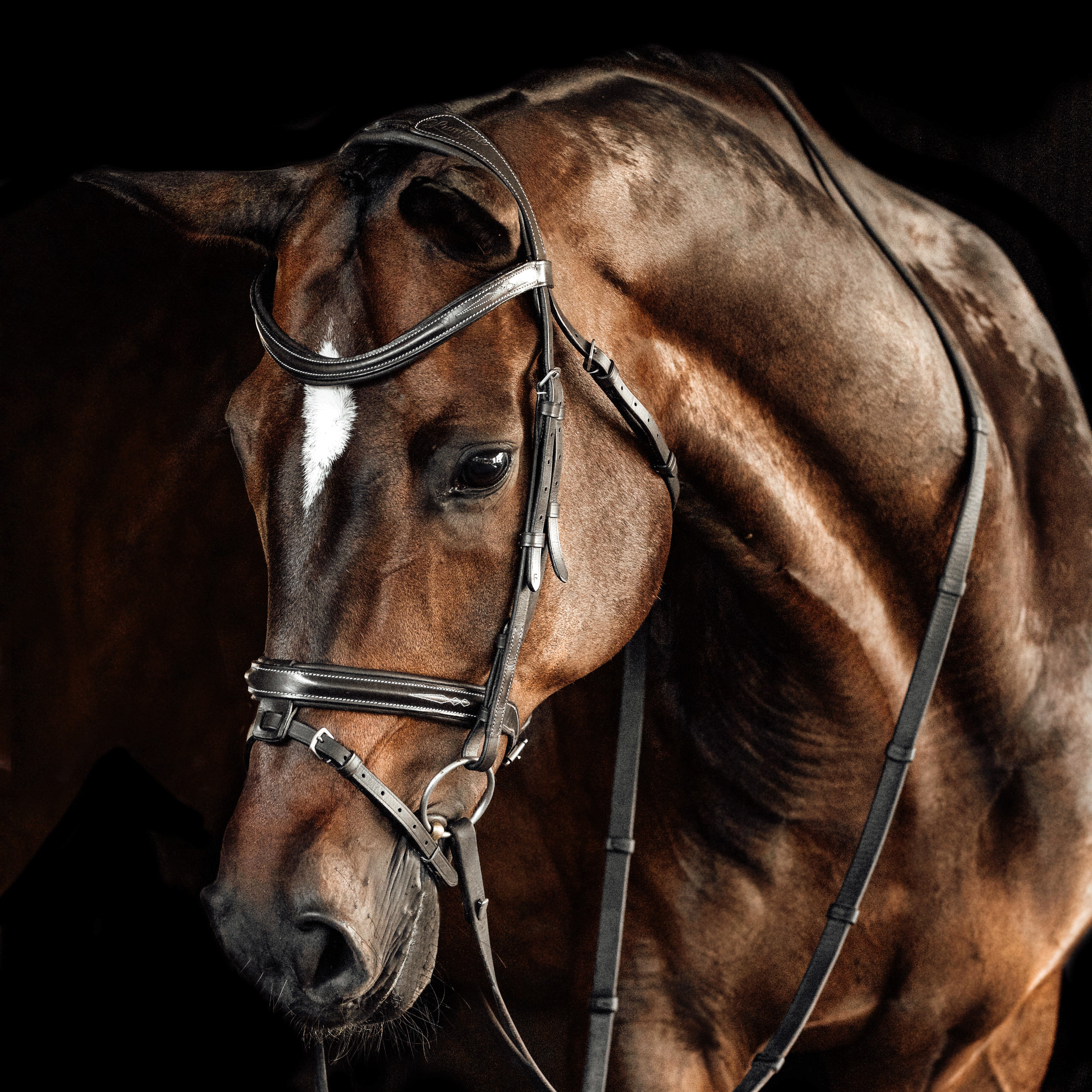 'Milan' leather bridle (convertible) - Lumiere Equestrian