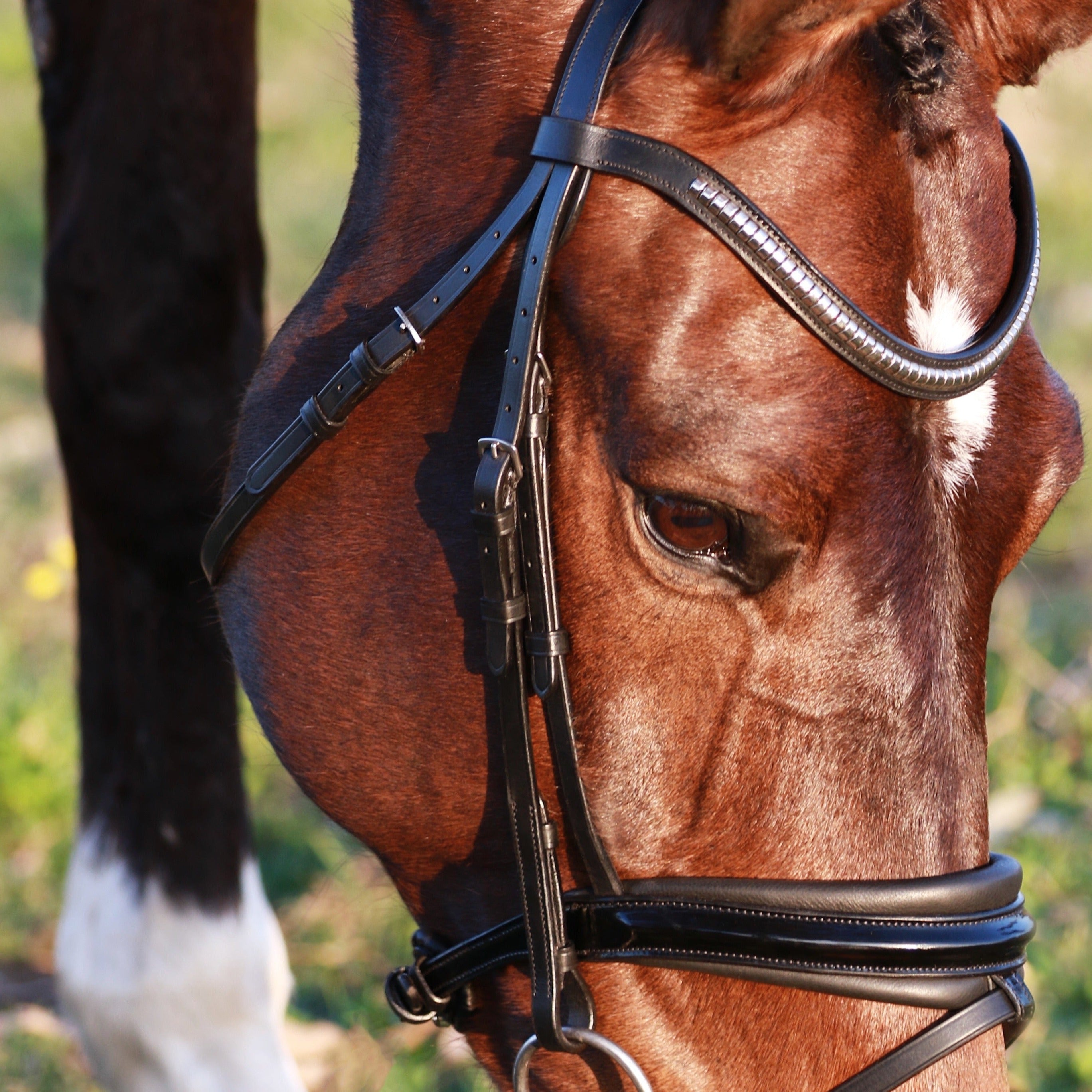 Lumiere Melodie black bridle
