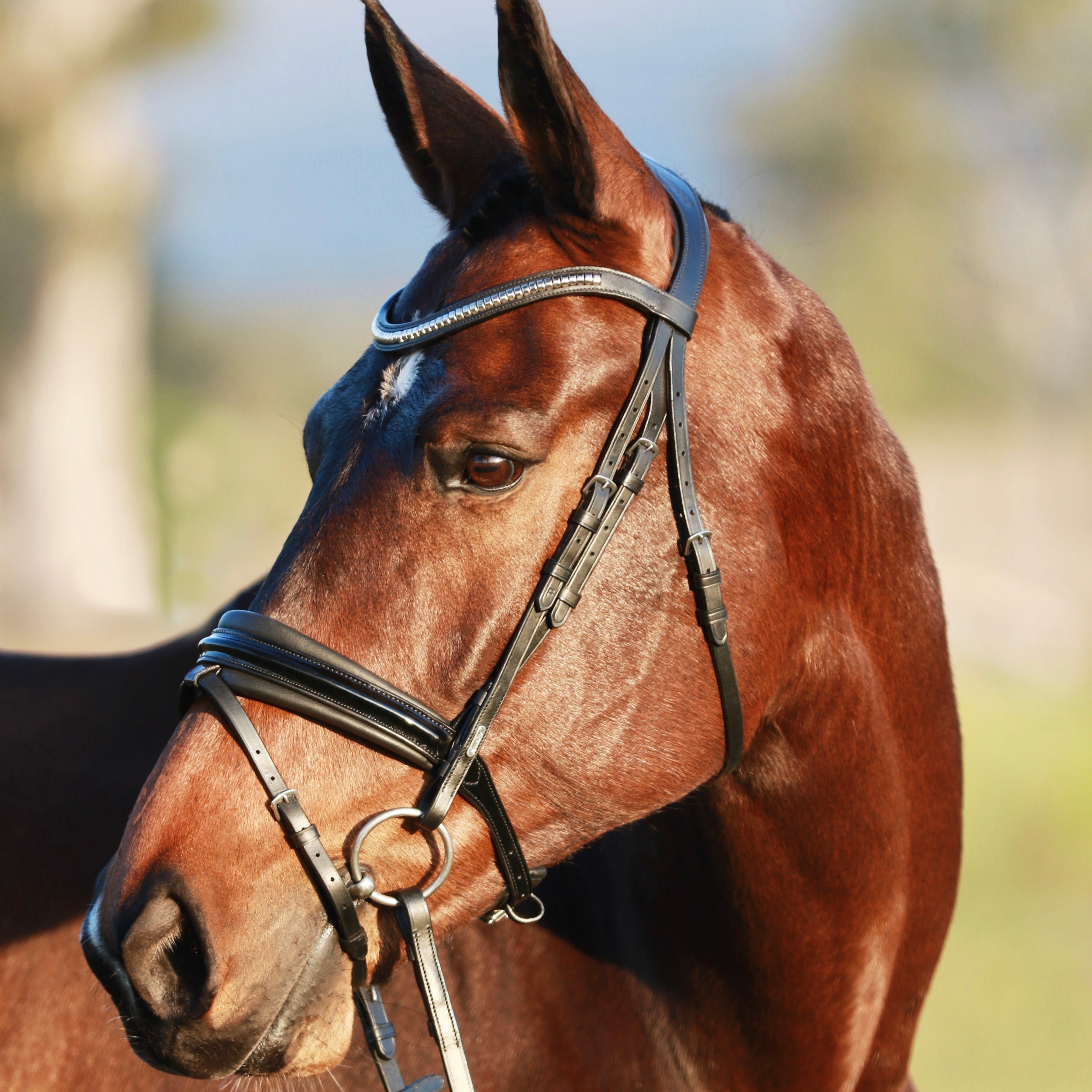 Lumiere Melodie black bridle