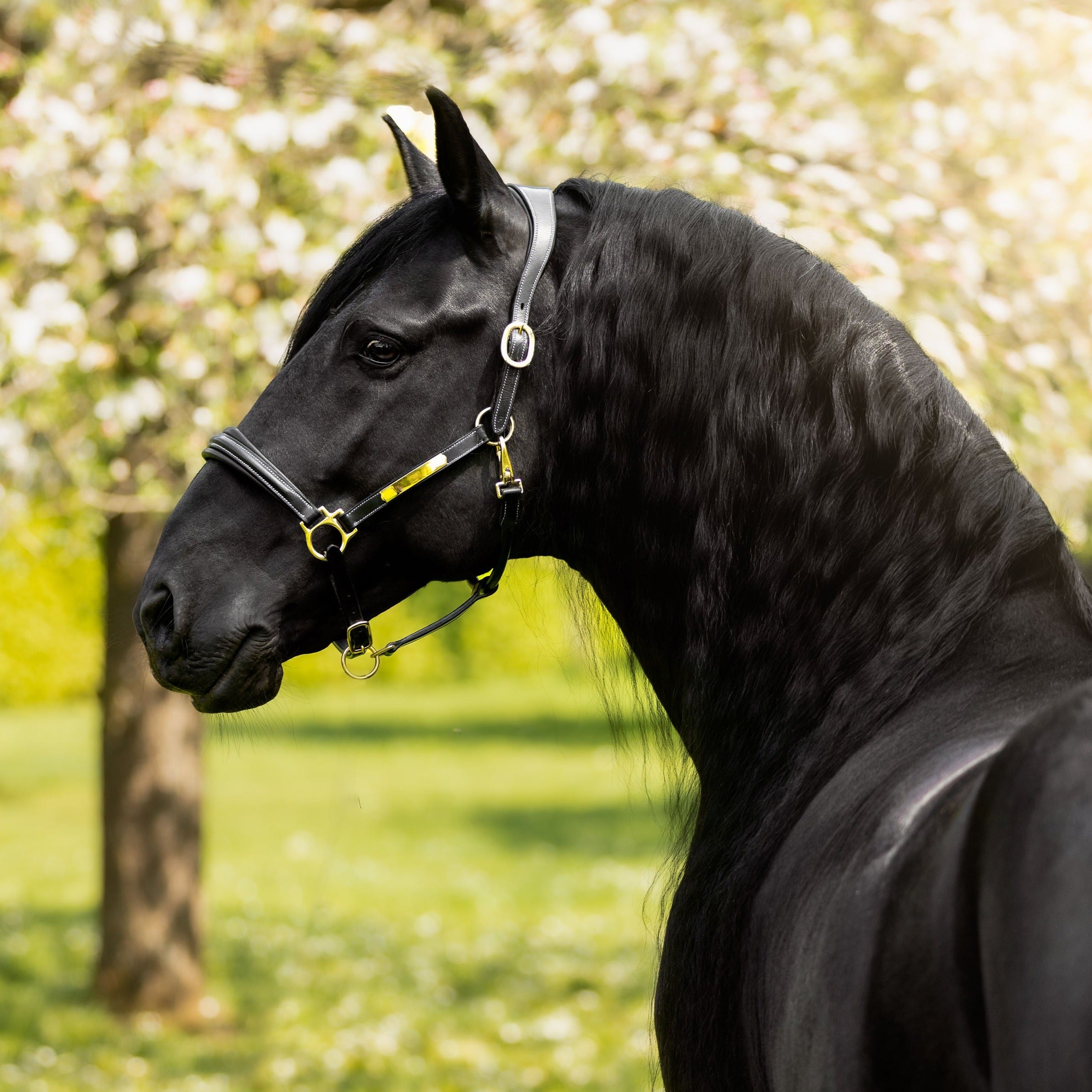 Bella' leather halter