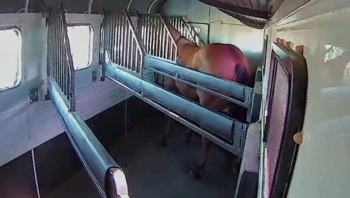 'Equine Eye' - wireless horse float camera - Lumiere Equestrian